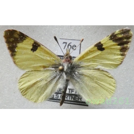 Euchloe charlonia (Donzel, 1842) Spain76e